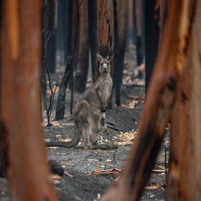 australian bushfire